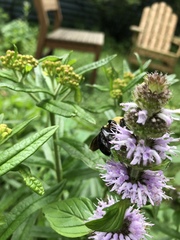Bombus griseocollis