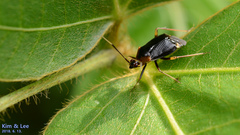 Deraeocoris ater