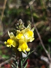 Linaria saxatilis