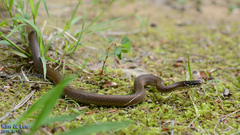 Hebius vibakari