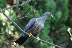Columba arquatrix