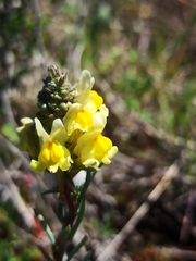 Linaria saxatilis