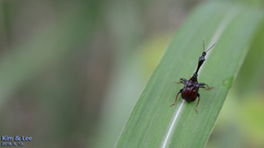 Paracycnotrachelus chinensis