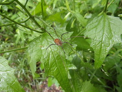 Leiobunum ventricosum