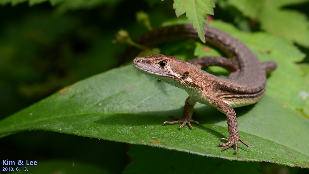 Amur Grass Lizard