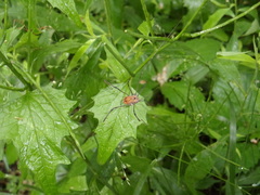 Leiobunum ventricosum