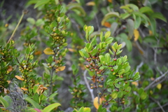 Rhamnus insula