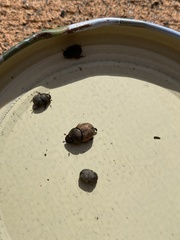 Onthophagus