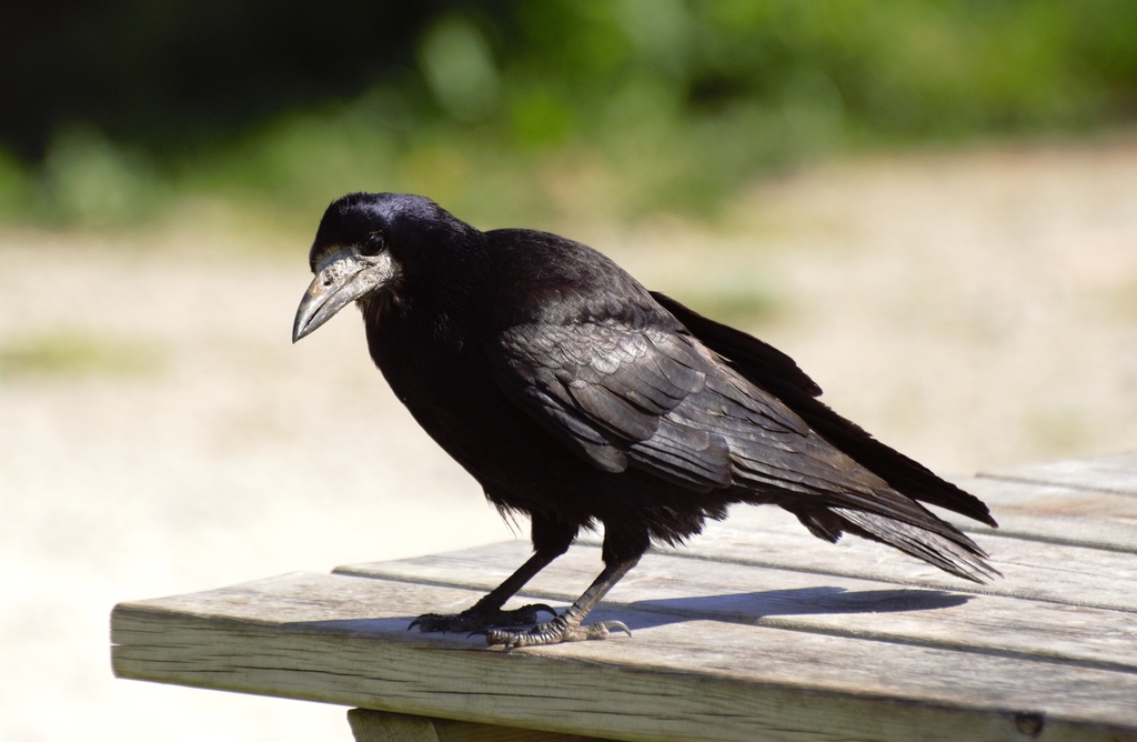 Corbeau freux