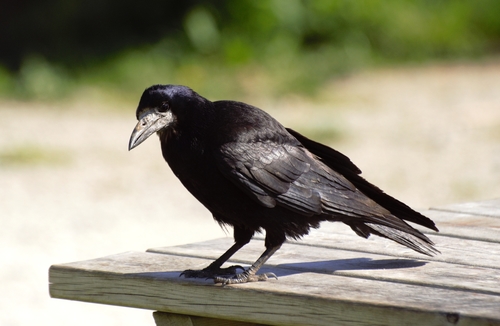 Corbeau freux