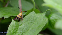 Nemophora