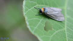 Macrobrochis staudingeri