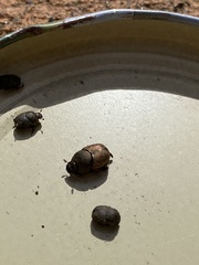 Onthophagus