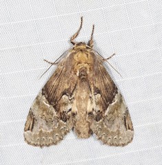 Antithemerastis acrobela