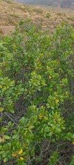 Rhamnus insula