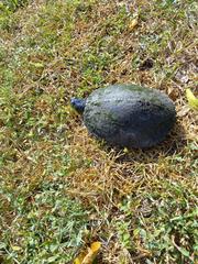 Trachemys scripta scripta