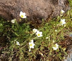 Saxifraga hypnoides
