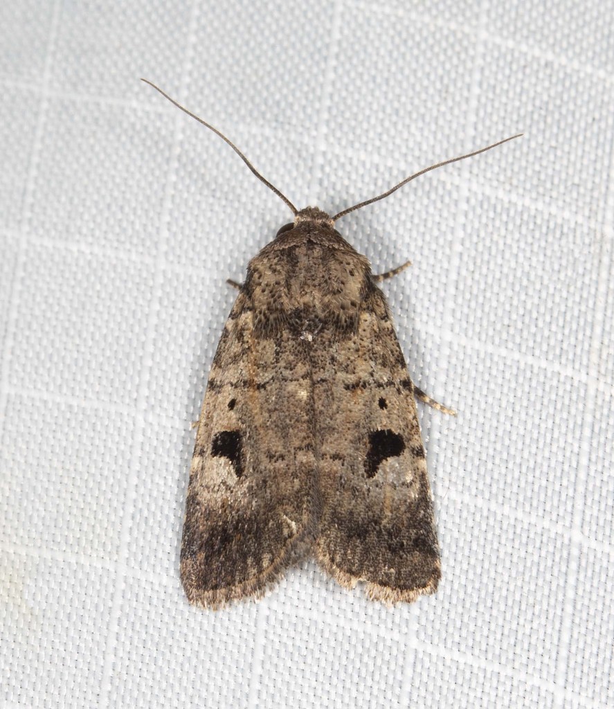 Thoracolopha verecunda