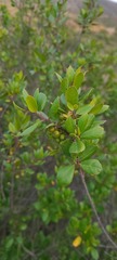 Rhamnus insula