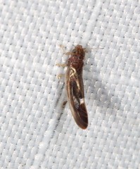 Anoeconeossa