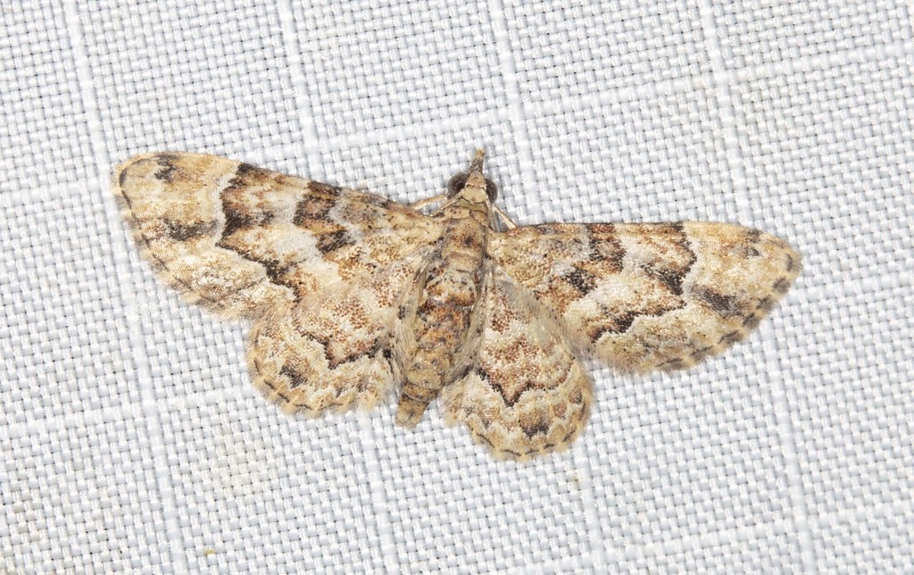 Gymnoscelis lophopus
