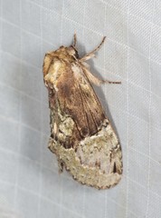 Antithemerastis acrobela