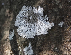 Physconia isidiigera