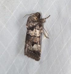 Thoracolopha flexirena