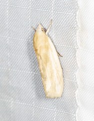 Earias huegeliana
