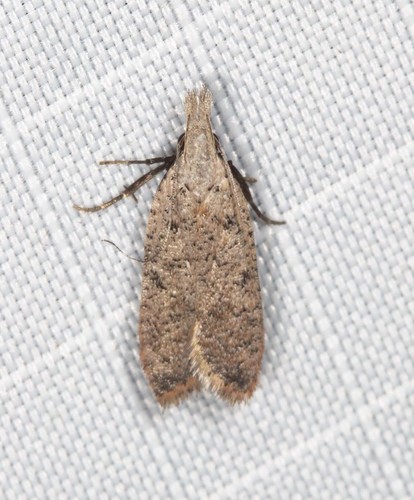 Autumn Cluster Moth (Dichomeris capnites) · iNaturalist