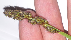 Carex vulpina