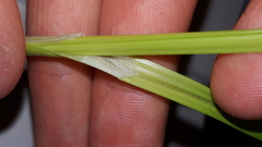 Carex vulpina