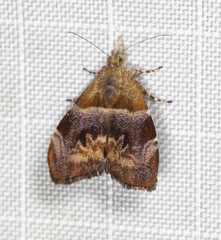 Choreutis sycopola