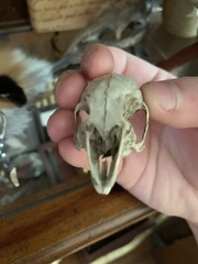 Sylvilagus floridanus