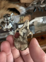 Sylvilagus floridanus