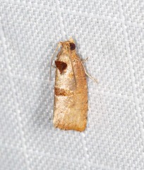 Glyphidoptera insignana