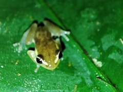 Hyperolius molleri
