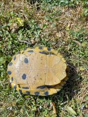 Trachemys scripta scripta