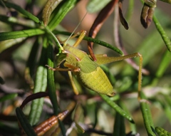Platylyra californica