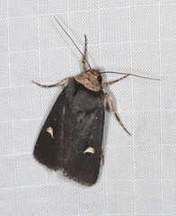 Proteuxoa testaceicollis