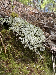 Cladonia apodocarpa