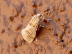Pseudoschinia elautalis