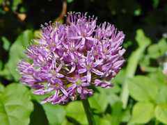 Allium giganteum