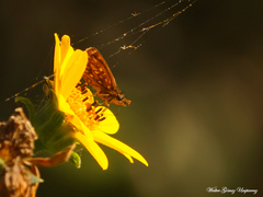 Dardarina gaucha