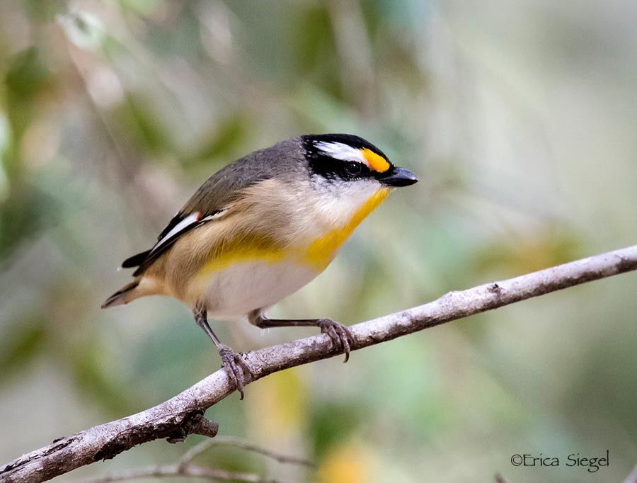 Striated Pardalote photo