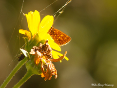 Dardarina gaucha