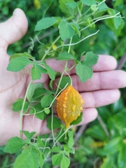 Momordica charantia