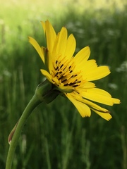 Tragopogon pratensis