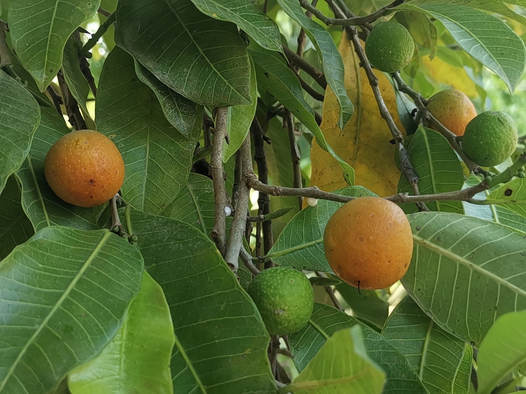 Apomo, mojote, ramón (Árboles del Biotopo Cerro Cahui) · iNaturalist ...