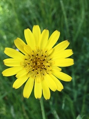 Tragopogon pratensis